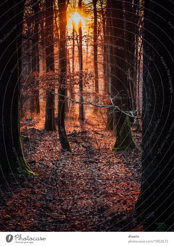 Backlight Forest Ferien & Urlaub & Reisen Ausflug Sonne wandern Umwelt Natur Landschaft Pflanze Sonnenaufgang Sonnenuntergang Sonnenlicht Baum Wald