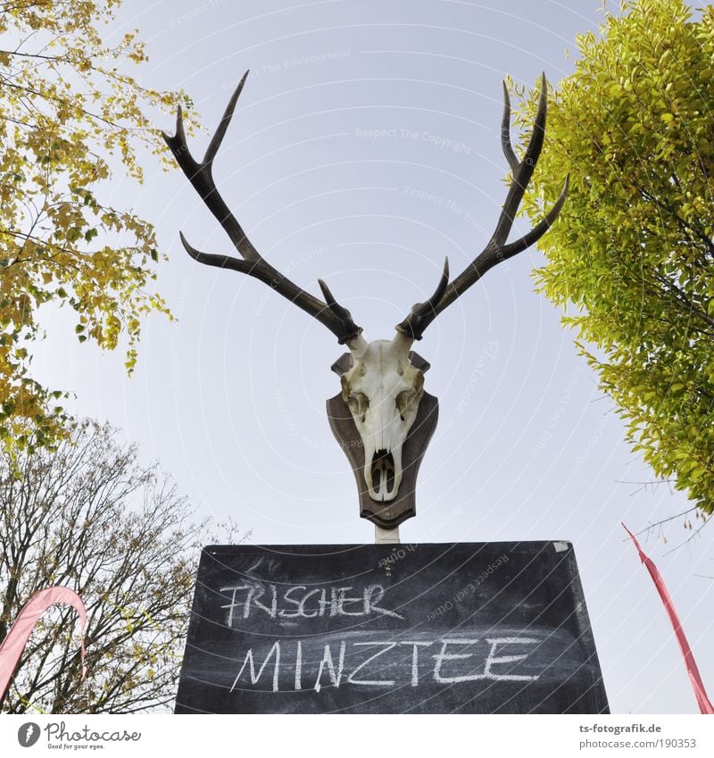 Die totale Entschlackung Fasten Tee Teetrinken Jagd Ausflug Restaurant Tierschutz Tierschädel Reh Wolkenloser Himmel Frühling Sommer Schönes Wetter Wildtier