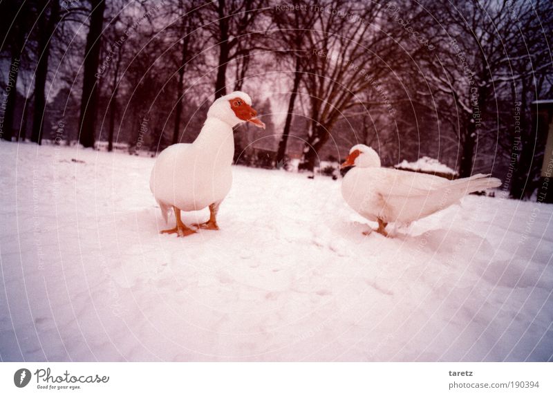 Weiße Warzenenten auf weißem Grund Umwelt Natur Winter Schönes Wetter Eis Frost Schnee Baum Park Wildtier Vogel 2 Tier einfach Neugier violett rot Sympathie
