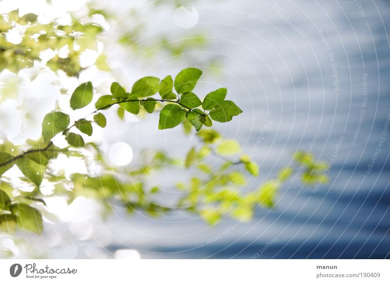 ... innehalten harmonisch Wohlgefühl Zufriedenheit Erholung ruhig Natur Wasser Frühling Sommer Herbst Schönes Wetter Blatt Ast Blätterdach Seeufer glänzend
