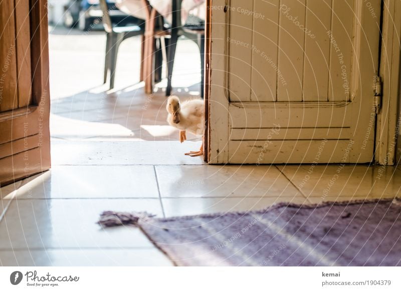 Jemand zu Hause? Häusliches Leben Wohnung Raum Teppich Tür Nutztier Ente Küken Schnabel 1 Tier Blick warten außergewöhnlich frech klein Neugier niedlich