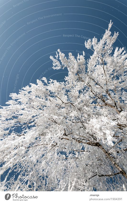 Popokalt Umwelt Natur Pflanze Winter Klima Schönes Wetter Eis Frost Baum hoch blau weiß Perspektive Farbfoto Außenaufnahme Menschenleer Textfreiraum oben
