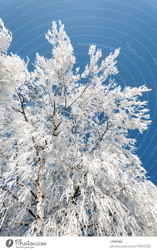 Eis Ausflug Natur Pflanze Wolkenloser Himmel Winter Schönes Wetter Frost Schnee Birke groß kalt blau weiß Stimmung Wandel & Veränderung Farbfoto Außenaufnahme