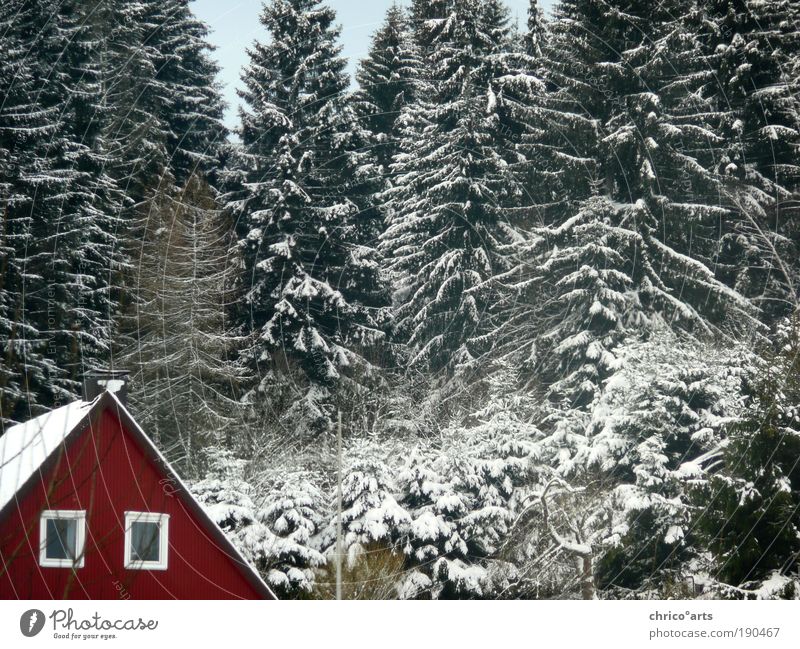 Das rote Haus an der nächsten Ecke links Natur Landschaft Winter Wetter Schönes Wetter schlechtes Wetter Eis Frost Schnee Baum Grünpflanze Wildpflanze Wald