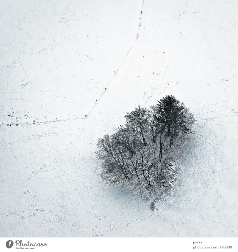 Außenseiter Natur Landschaft Erde Winter Schnee Baum Feld kalt Wäldchen Zaun Vogelperspektive Farbfoto Gedeckte Farben Außenaufnahme Textfreiraum oben Tag