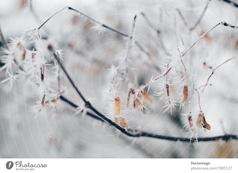 Zweige mit Eiskristallen Natur Frost Schnee Schneefall ästhetisch hell kalt schön Zweige u. Äste Zacken Stachel Unterholz Spitze verzweigt Winter Wintertag