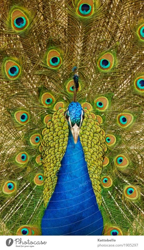 Pfauen Balz Tier Haustier Wildtier Vogel Tiergesicht Flügel 1 Brunft Sex ästhetisch elegant Erotik exotisch fantastisch schön natürlich blau grün türkis