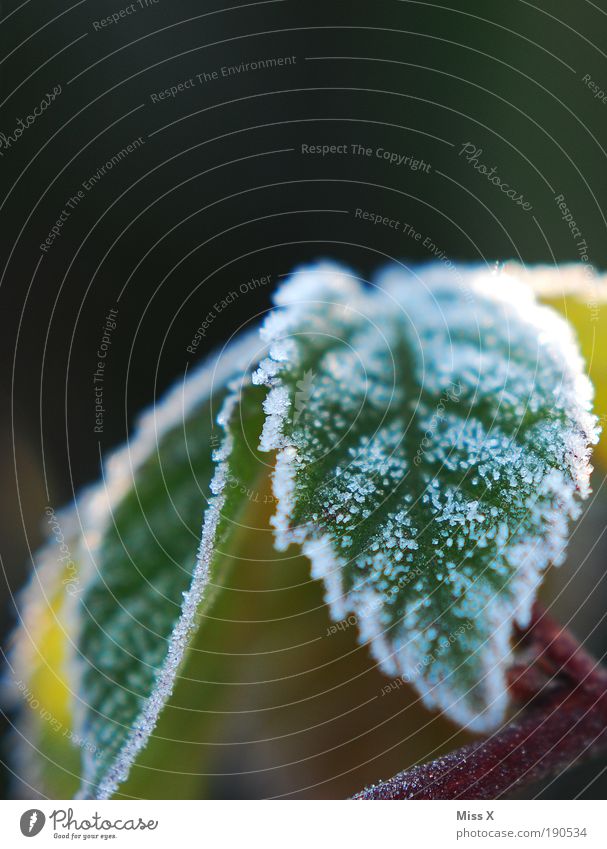 Zucker Natur Klima Wetter Eis Frost Pflanze Sträucher Blatt Grünpflanze Park kalt klein Raureif Farbfoto Außenaufnahme Nahaufnahme Makroaufnahme Menschenleer