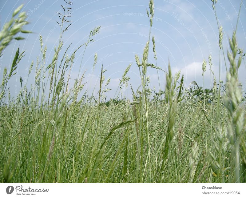 Blauer Himmel Weizen Wolken Gras
