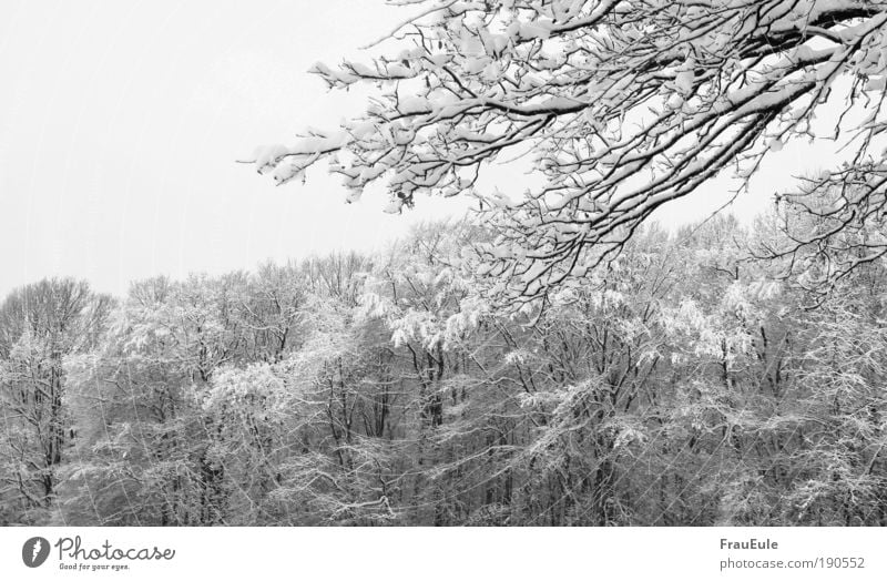 schneechaos Natur Landschaft Winter Eis Frost Schnee Baum Wald kalt schwarz weiß Schwarzweißfoto Außenaufnahme Strukturen & Formen Menschenleer Tag