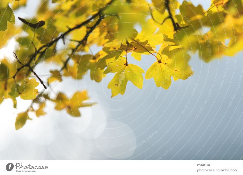 Herbstflimmern harmonisch Wohlgefühl Zufriedenheit Sinnesorgane Erholung ruhig Gartenarbeit Natur Schönes Wetter Blatt Ast Zweige u. Äste Park Fröhlichkeit