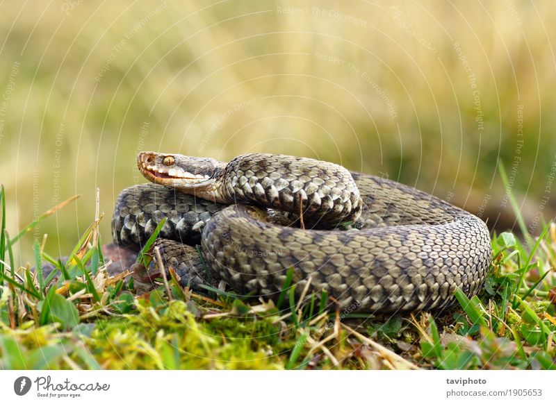 gemeine europäische gekreuzte Viper, die auf Bergwiese sich aalt schön Berge u. Gebirge Frau Erwachsene Umwelt Natur Tier Gras Wiese Wildtier Schlange natürlich