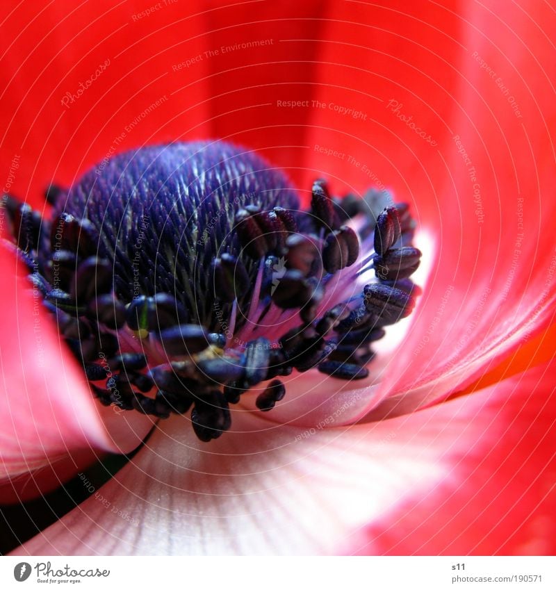 Rote Anemone Umwelt Natur Pflanze Frühling Schönes Wetter Blume Park ästhetisch frisch schön blau rot weiß Frühlingsgefühle Farbe Vergänglichkeit Blütenblatt