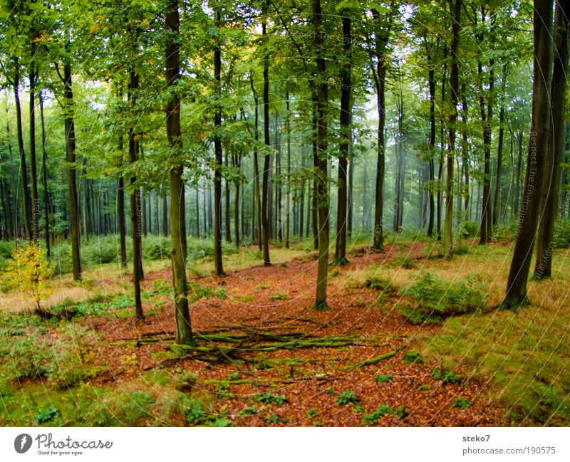 hochstämmig Herbst Nebel Wald Spessart frisch nachhaltig natürlich Sauberkeit schön braun gelb grün Duft Einsamkeit Umwelt Buchenwald Nebelstimmung unberührt