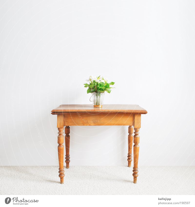vierbeiner Lifestyle Häusliches Leben Wohnung Innenarchitektur Dekoration & Verzierung Möbel Tisch Raum Wohnzimmer Pflanze Blume Blatt Blüte braun grün weiß