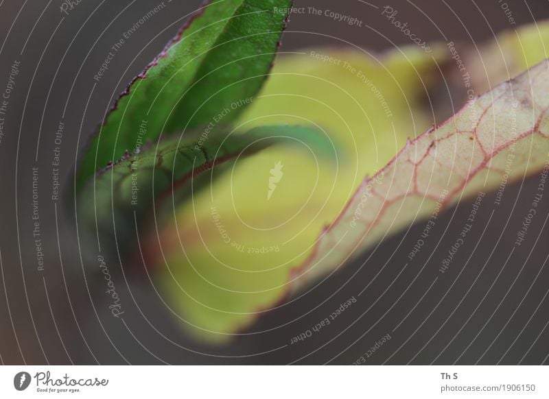 Blatt Natur Pflanze Herbst Winter Blühend verblüht ästhetisch authentisch einfach elegant natürlich grau grün rot Gelassenheit geduldig ruhig einzigartig