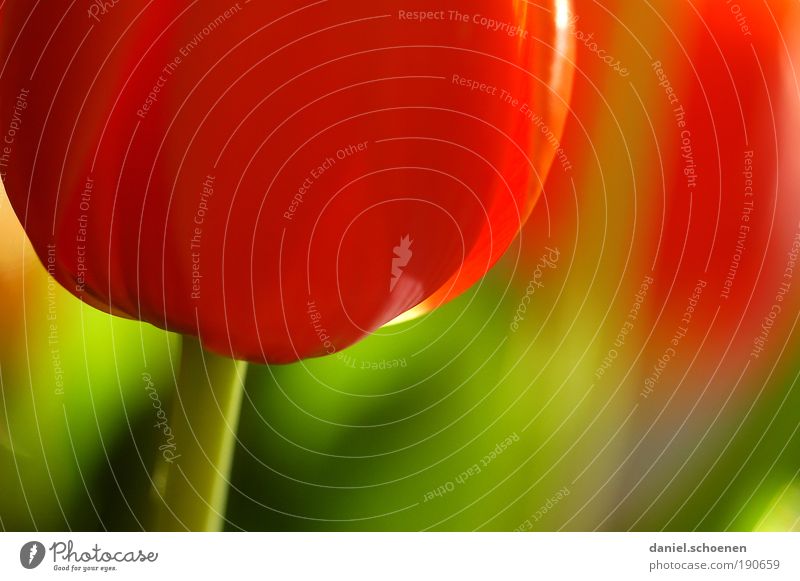 antizyklisch hochladen Pflanze Frühling Blume Tulpe Blüte grün rot mehrfarbig Makroaufnahme