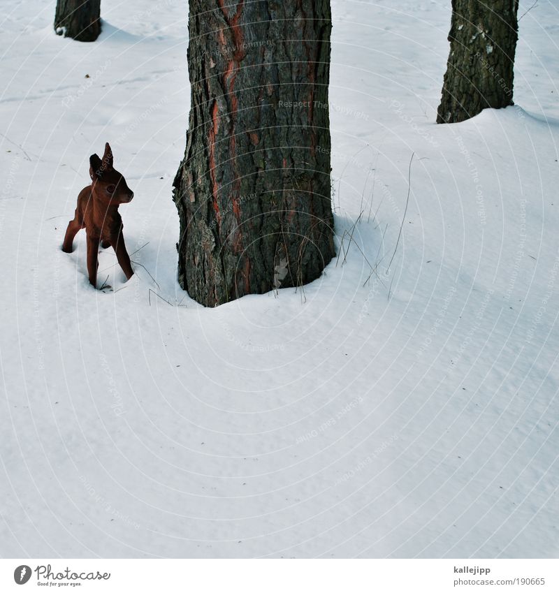 waidmanns dank Umwelt Natur Winter Eis Frost Schnee Baum Wald Tier Wildtier 1 Tierjunges Blick Tierliebe Reinheit Sehnsucht Angst Zukunftsangst gefährlich