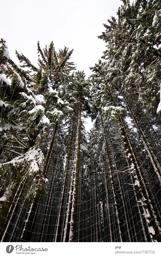 peak search Natur Winter schlechtes Wetter Eis Frost Schnee Baum Fichte Tanne Kiefer Nadelbaum Fichtenwald Wald groß gruselig hell hoch kalt grau schwarz Angst