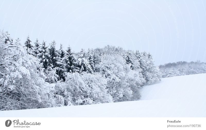 Wintertraum Natur Landschaft Eis Frost Schnee Baum Feld Wald Hügel frisch glänzend kalt natürlich blau Farbfoto Außenaufnahme Textfreiraum unten Tag Sonnenlicht
