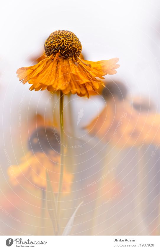 Gelbe Sonnenbraut ( Helenium ) Design einrichten Dekoration & Verzierung Tapete Bild Poster Postkarte Natur Pflanze Sommer Herbst Blume Blüte Grünpflanze