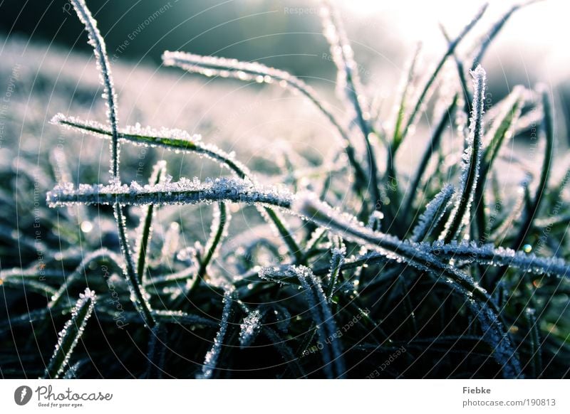 frostige zeiten Umwelt Natur Winter Eis Frost Schnee Pflanze Gras kalt nass blau Jahreszeiten Eiskristall Farbfoto Außenaufnahme Detailaufnahme Tag Licht