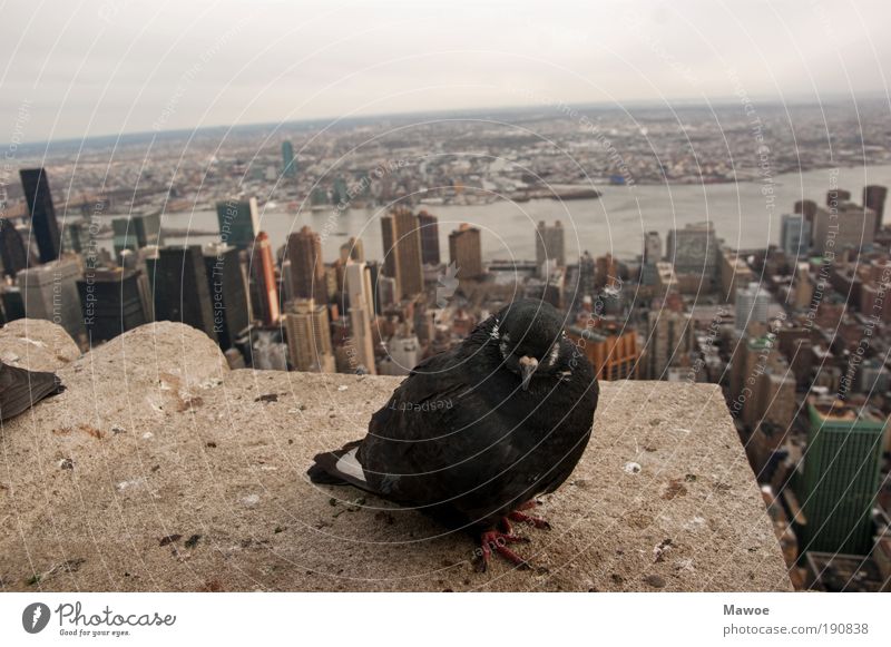 Taube über New York New York City Skyline Hochhaus Sehenswürdigkeit Wahrzeichen Schifffahrt Wildtier Tiergesicht Flügel 1 Beton Perspektive