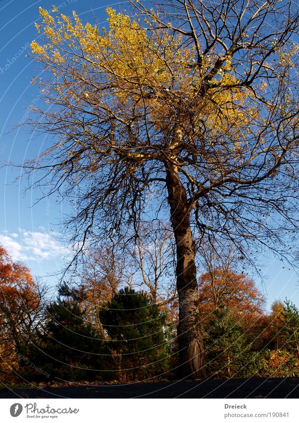 Tausendaestler Umwelt Natur Landschaft Pflanze Erde Himmel Sonnenlicht Herbst Klima Wetter Schönes Wetter Baum Gras Sträucher Blatt Park Wiese Wald Glasgow