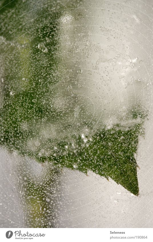 eisig Getränk Erfrischungsgetränk Winter Umwelt Natur Pflanze Wasser Wassertropfen Eis Frost Blume Rose Blatt Grünpflanze frieren Coolness Flüssigkeit kalt