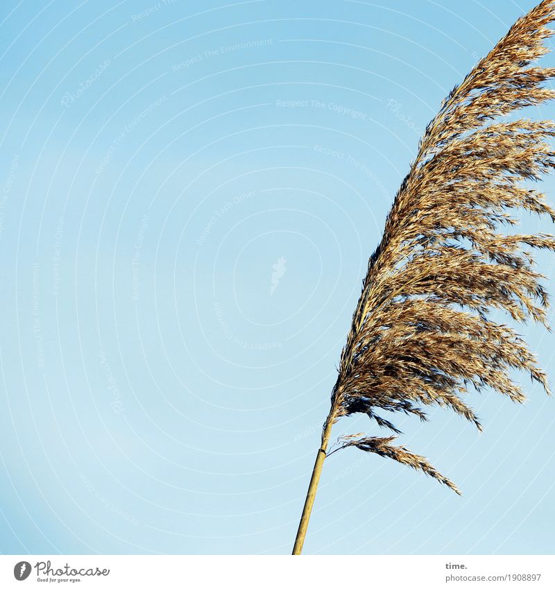 Vibration | aus dem Bild geweht Pflanze Himmel Wolkenloser Himmel Schönes Wetter Gras kämpfen stehen Wachstum authentisch elegant Lebensfreude beweglich