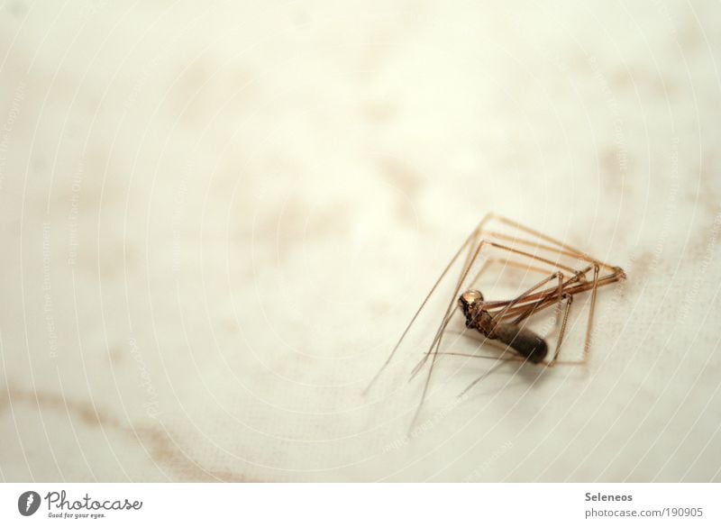totgestellt Tier Totes Tier Spinne Tiergesicht 1 liegen trist Tod Insekt Farbfoto Innenaufnahme Nahaufnahme Detailaufnahme Makroaufnahme Menschenleer