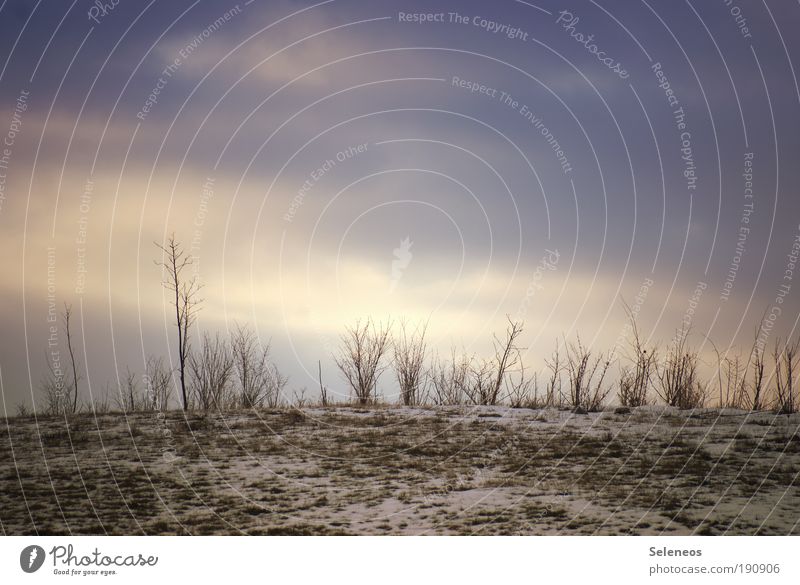 Gräser Umwelt Natur Landschaft Pflanze Erde Himmel Wolken Horizont Sonne Sonnenlicht Winter Klima Klimawandel Wetter Schönes Wetter Eis Frost Schnee Gras