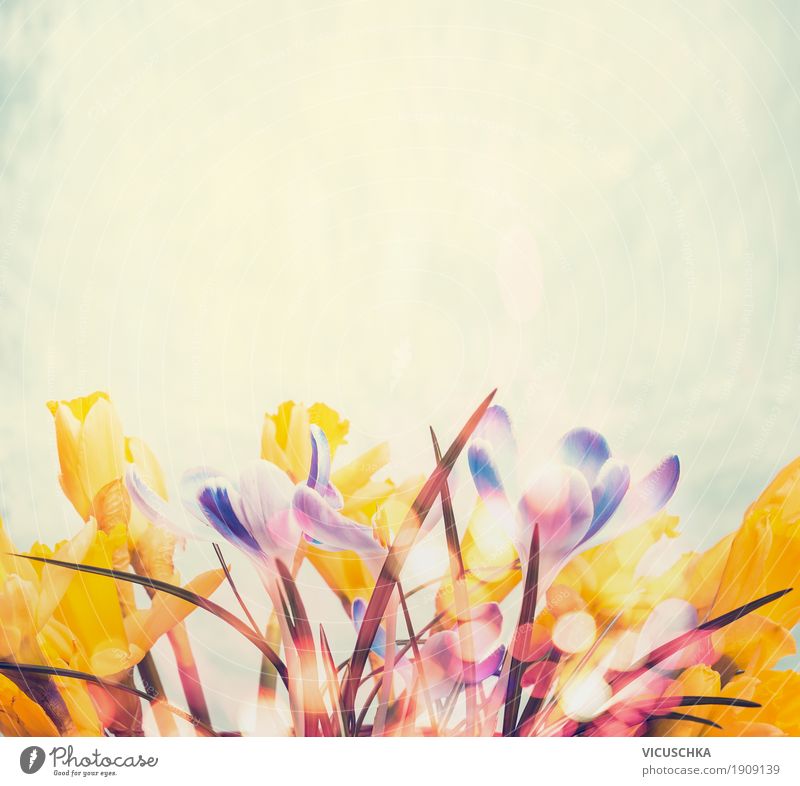Frühjahr Hintergrund mit verschiedenen Frühlingsblumen Lifestyle Design Garten Dekoration & Verzierung Natur Pflanze Blume Blüte gelb Stil Hintergrundbild