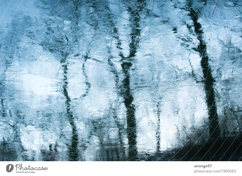 Eiszeit Natur Erde Luft Wasser Himmel Winter Frost Baum Seeufer frieren kalt blau braun schwarz türkis Eisschicht Spiegelbild Reflexion & Spiegelung himmelblau
