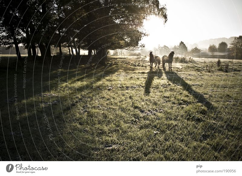 morgan dew Reiten Landschaft Sonne Sonnenlicht Herbst Schönes Wetter Nebel Baum Gras Wiese Raureif Pferd Pony Lasttier 2 Tier Tierpaar frei frisch Zusammensein
