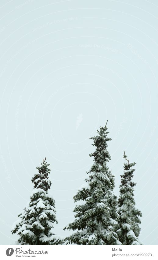 Drei Umwelt Natur Landschaft Pflanze Himmel Winter Klima Klimawandel Wetter Eis Frost Schnee Baum Tanne kalt natürlich ruhig bedeckt Farbfoto Außenaufnahme