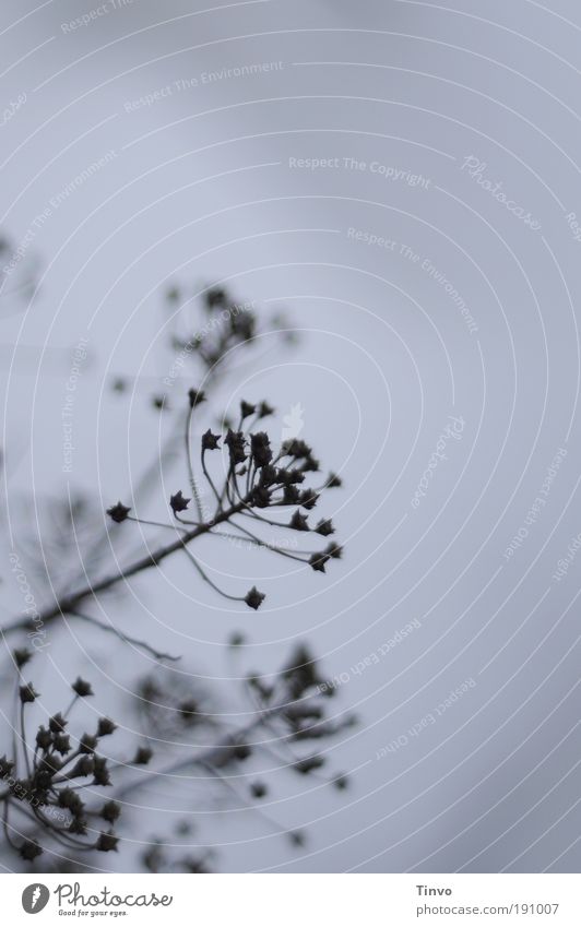 im Wintergarten Herbst Nebel Sträucher kalt klein natürlich niedlich Stern (Symbol) Blüte vertrocknet überwintern Gedeckte Farben Außenaufnahme Nahaufnahme