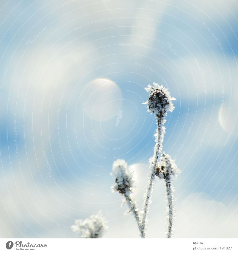 Und noch ein Winterfoto Umwelt Natur Pflanze Klima Klimawandel Wetter Eis Frost Schnee Blume Gras Wiese frieren glänzend hell kalt natürlich blau weiß rein