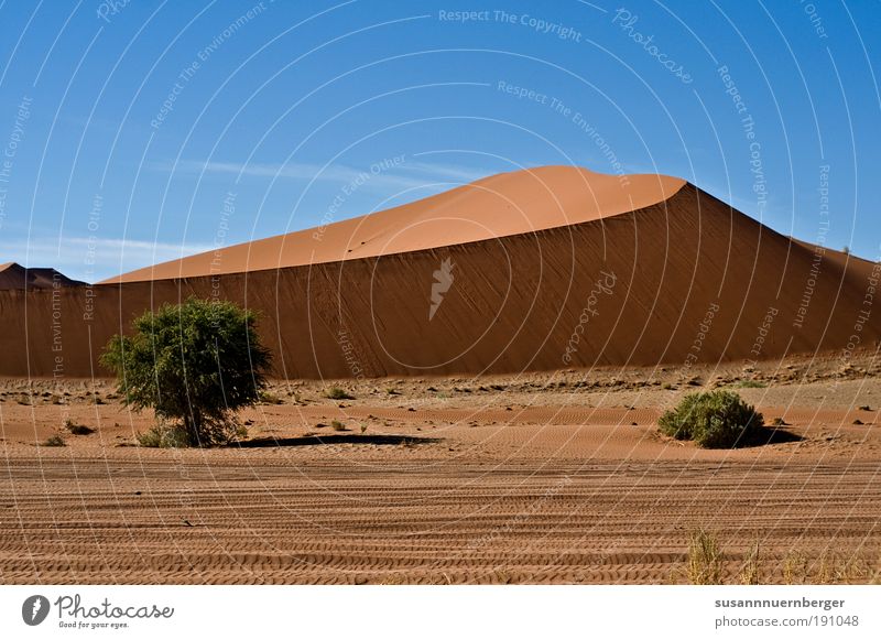 desert Umwelt Natur Landschaft Pflanze Tier Urelemente Sand Luft Himmel Wolkenloser Himmel Sonne Sommer Wärme Wüste "Namib Namibia Dühne" Zufriedenheit Freiheit