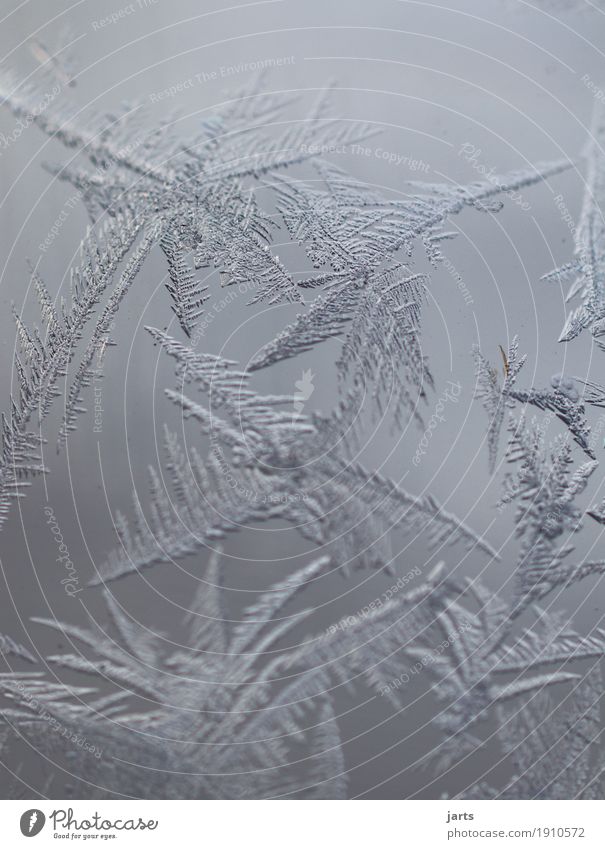 abkühlung Wasser Winter Eis Frost frieren kalt natürlich Natur Eisblumen Scheibe Kühlung Gedeckte Farben Außenaufnahme Nahaufnahme Detailaufnahme Menschenleer