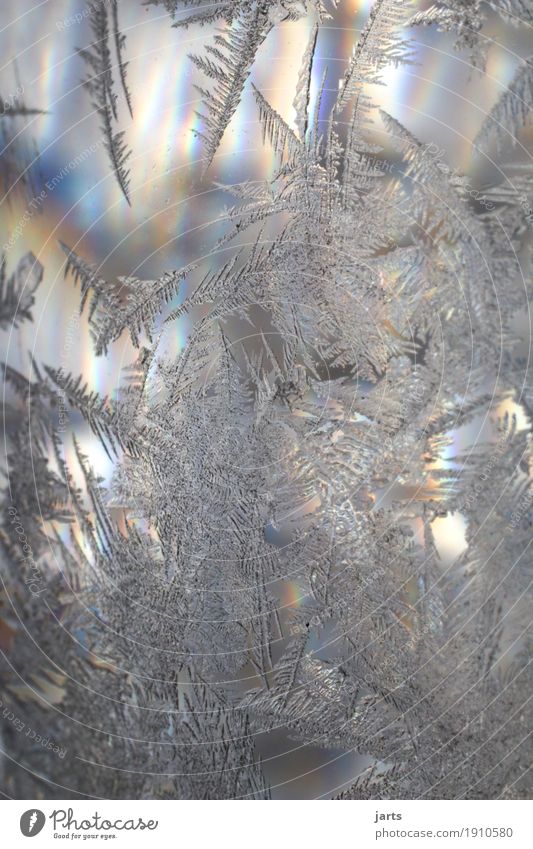 eiskalt Winter Schönes Wetter Eis Frost Glas frisch natürlich Natur Eisblumen Eiskristall Glaskugel Farbfoto mehrfarbig Außenaufnahme Nahaufnahme Detailaufnahme