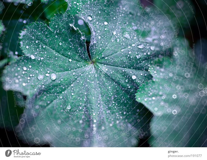 Frauenmantel mit Pailetten Natur Pflanze Regen Blatt Grünpflanze nass grün Frauenmantelblatt Wassertropfen benetzt Linie wellig dunkelgrün nah