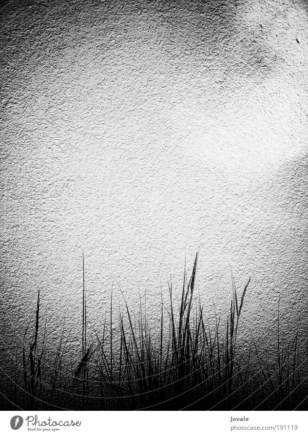 Wand und Licht Stil Erholung ruhig Haus Subkultur Sonnenlicht Sommer Pflanze Gras Menschenleer Mauer Stein Sand beobachten warten ästhetisch einfach fest nah