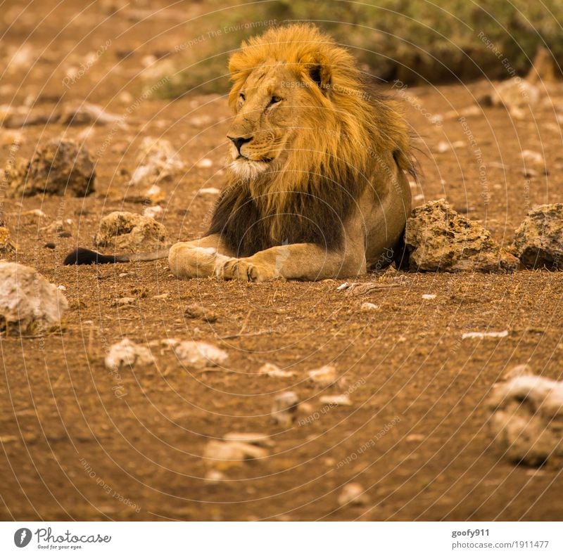 Der König II Umwelt Natur Landschaft Urelemente Erde Sand Wärme Dürre Wüste Nationalpark Südafrika Afrika Tier Wildtier Tiergesicht Fell Krallen Pfote Löwe