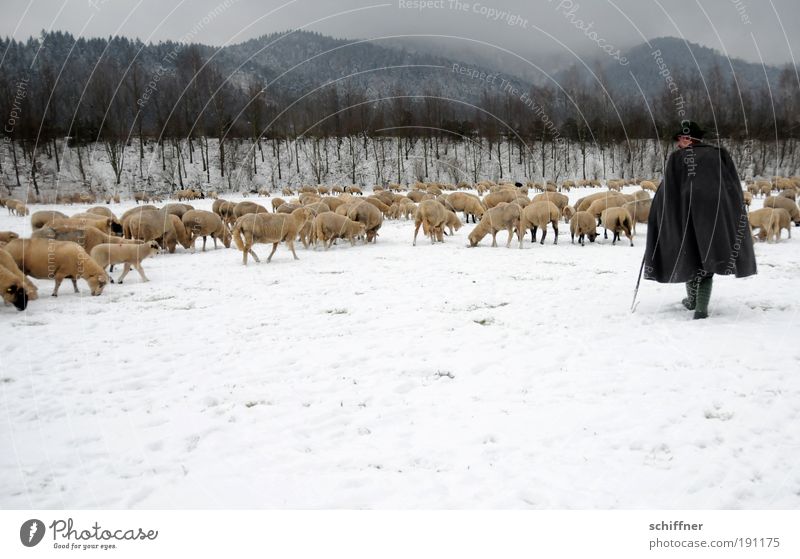 Harter Job Mann Erwachsene Landschaft Wolken Winter schlechtes Wetter Schnee Nutztier Tiergruppe Herde authentisch loyal Opferbereitschaft Wachsamkeit Sehnsucht