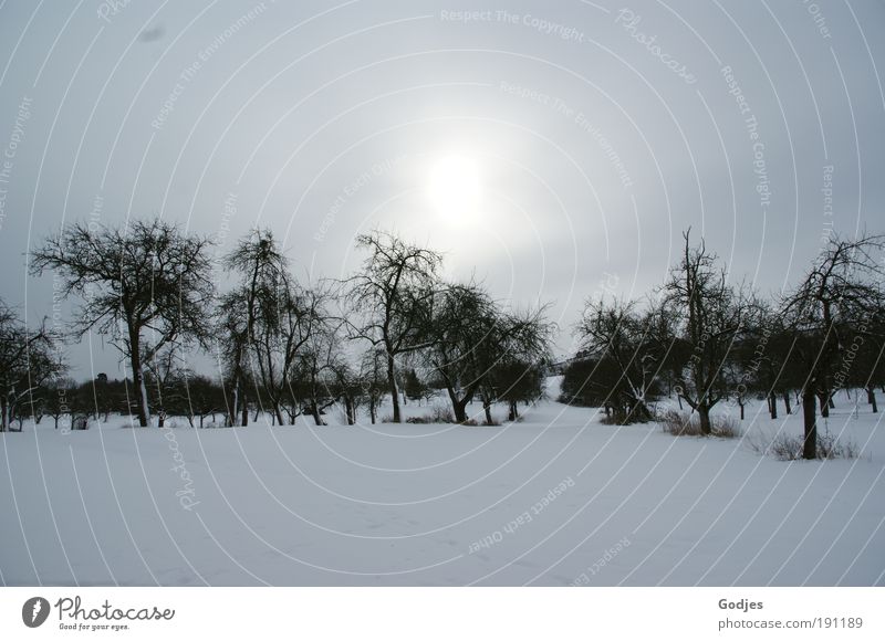 Apfelbäume in einer Schneelandschaft Umwelt Natur Landschaft Himmel Wolken Sonne Sonnenlicht Winter Feld Hügel kalt Stimmung Farbfoto Außenaufnahme Menschenleer