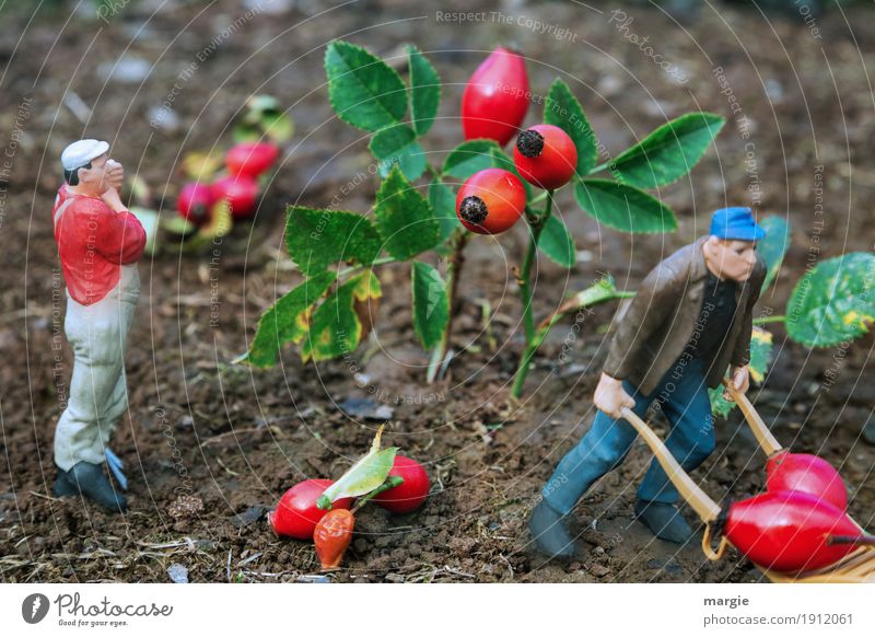Miniwelten - Hagebuttenernte Gartenarbeit Landwirtschaft Forstwirtschaft Dienstleistungsgewerbe Mensch maskulin Mann Erwachsene 2 Pflanze Baum Blatt Blüte grün
