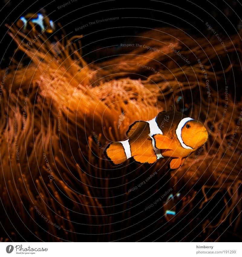 chromatische nemos Korallenriff Tier Haustier Fisch Zoo Aquarium entdecken außergewöhnlich bedrohlich dunkel exotisch fantastisch Freundlichkeit einzigartig