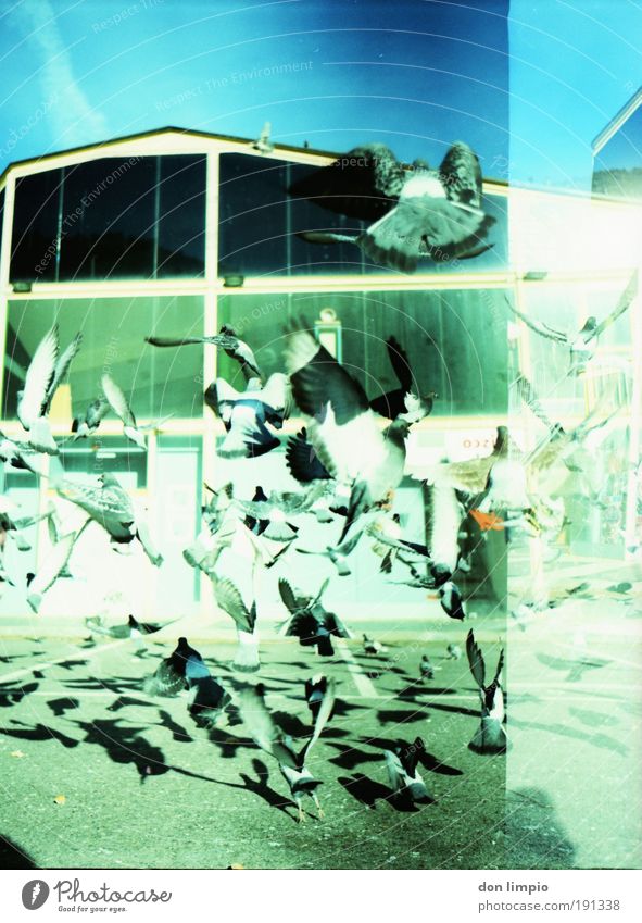 kawumm Haus Menschenleer Parkhaus Gebäude Haustier Wildtier Vogel Taube Bewegung fliegen frei blau grün Todesangst Cross Processing analog Mittelformat Schwarm