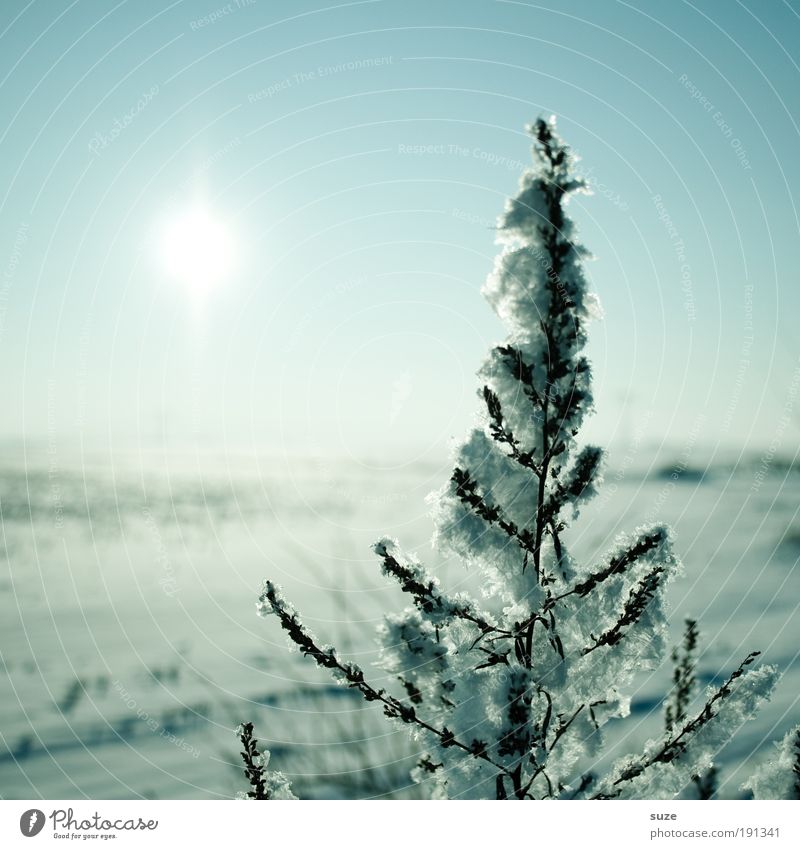 Wintersonne Sonne Umwelt Natur Landschaft Pflanze Urelemente Luft Horizont Eis Frost Schnee authentisch kalt natürlich schön blau Einsamkeit rein Eiszeit